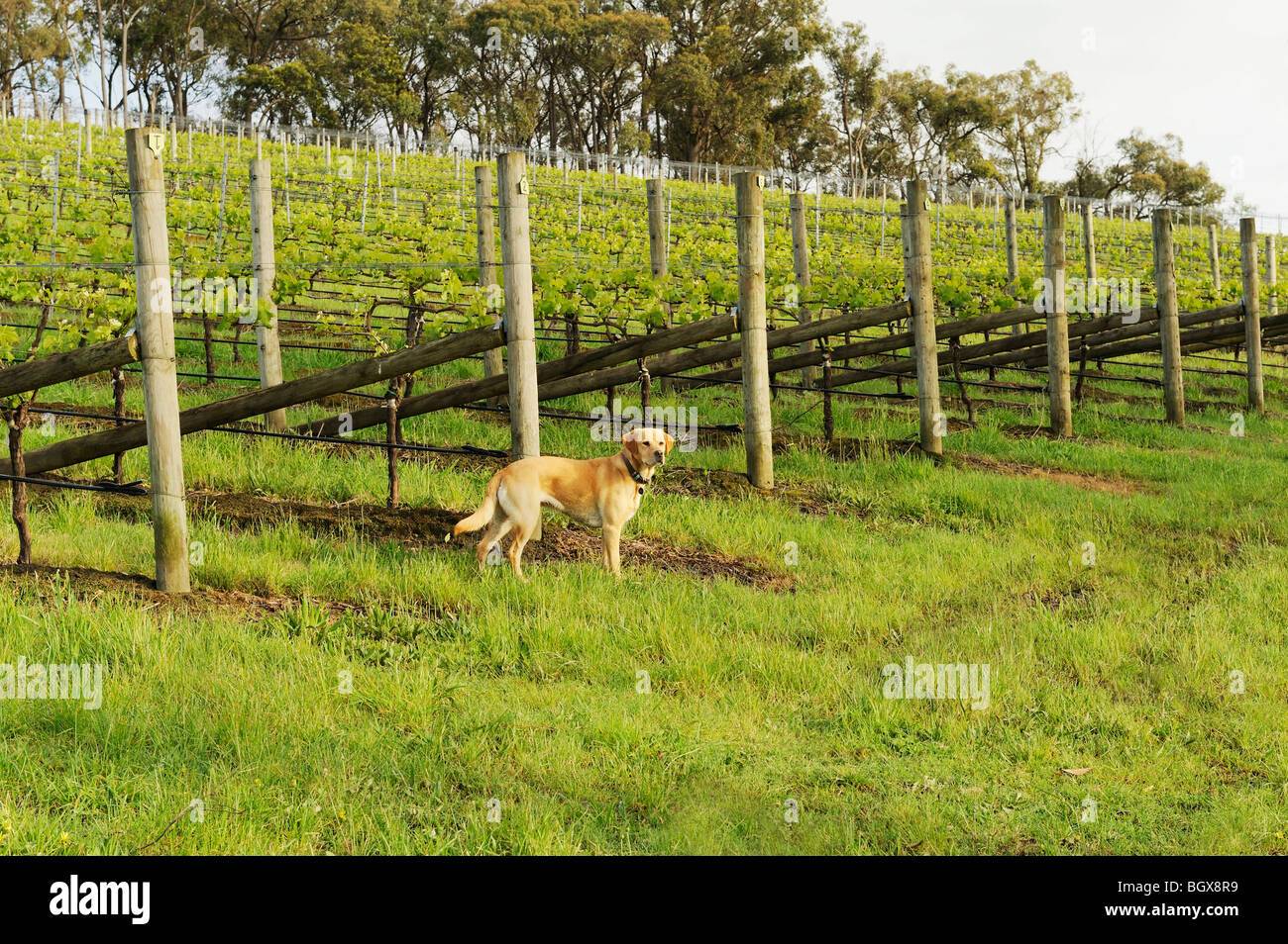 Golden Labrador cane a vigneto Foto Stock