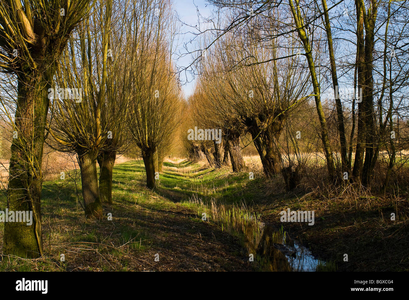 Gli alberi di salice in St Hubert Foto Stock