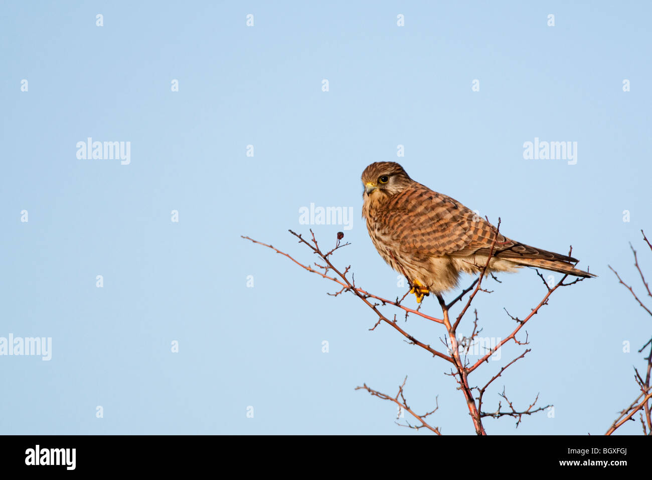 Il Gheppio Falco tinnunculus, Kent UK Winter Foto Stock