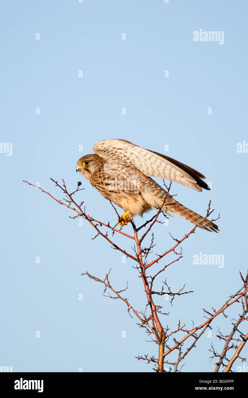 Il Gheppio Falco tinnunculus circa a decollare, Kent UK Winter Foto Stock