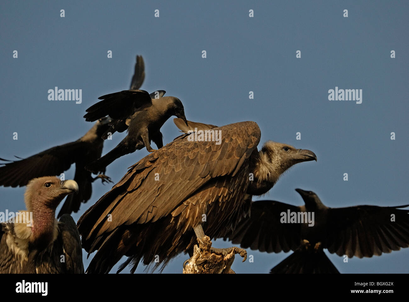 I corvi mobbing Indian bianco-rumped Vulture (Gyps bengalensis) Foto Stock