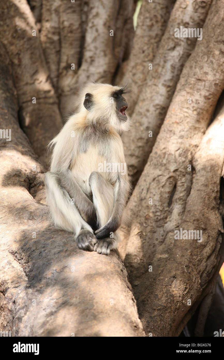 Hanuman langur monkey (Presbytis entellus), a Ranthambhore Riserva della Tigre, India. Foto Stock