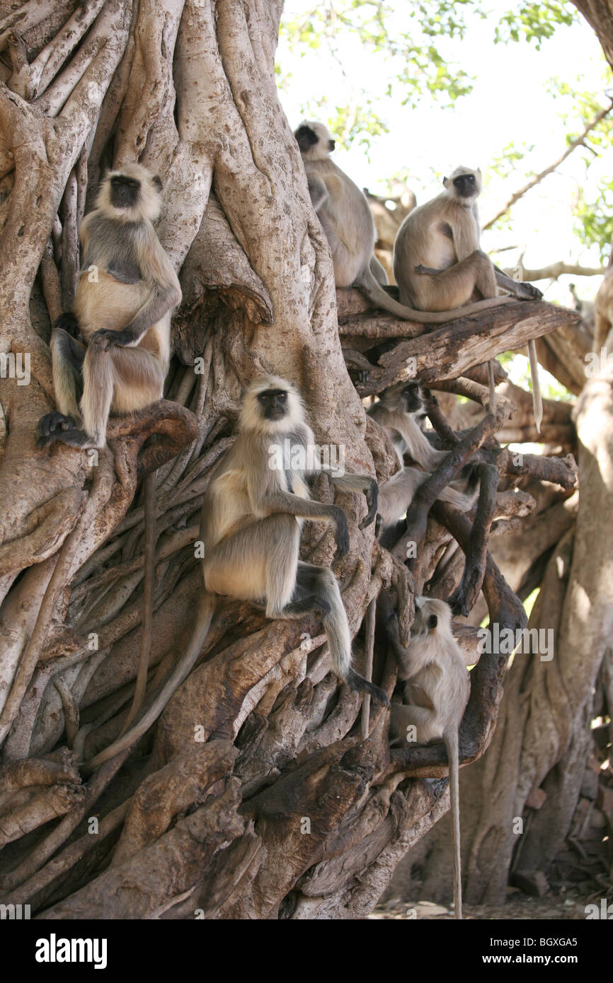 Hanuman langur scimmie (Presbytis entellus), nelle radici su un banyan tree al Ranthambhore Riserva della Tigre, India. Foto Stock