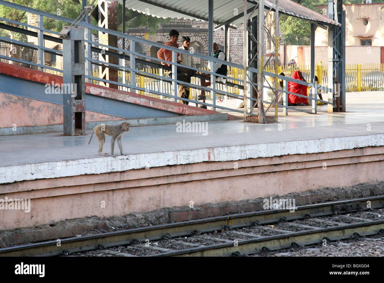 Un macaco rhesus monkey (macaca mulatta) al Sawai Madhopur stazione, vicino Ranthambhore, India. Foto Stock