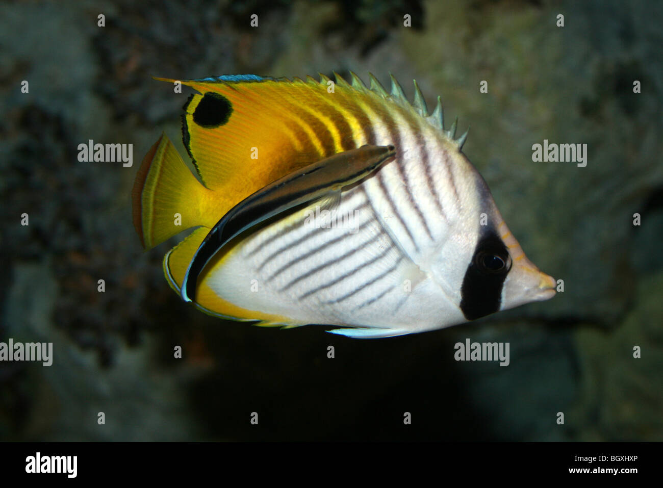 Auriga Butterflyfish Chaetodon auriga con Bluestreak Wrasse - Labroides dimidiatus Foto Stock