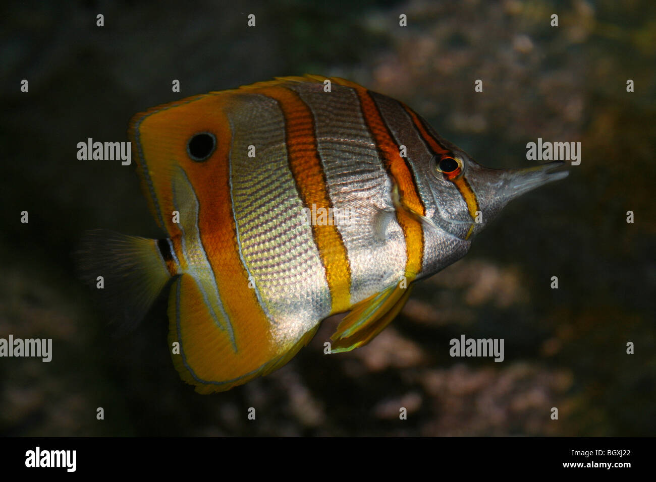 Copperband Butterflyfish Chelmon rostratus Foto Stock