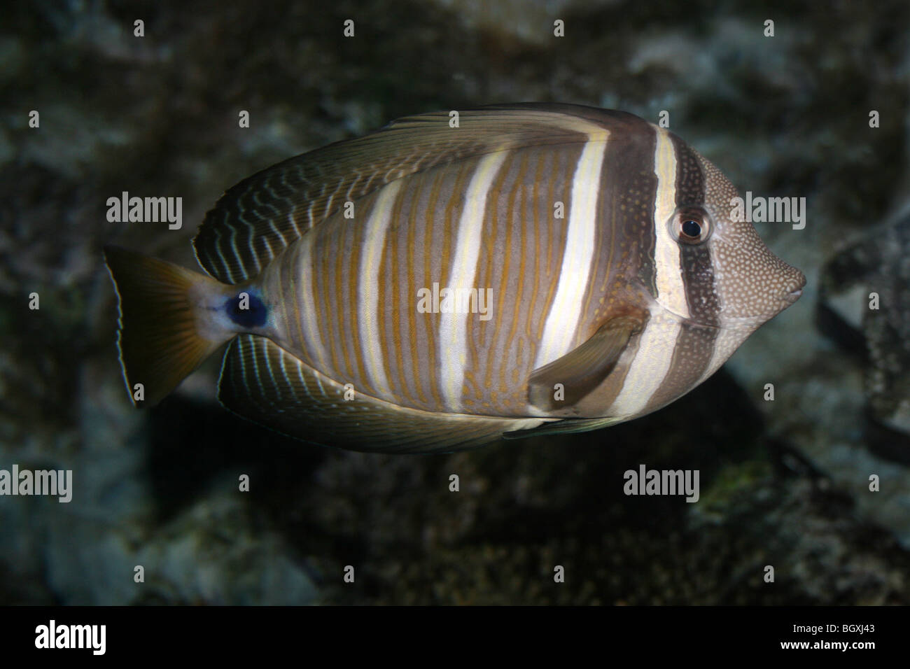 Codolo Sailfin Zebrasoma veliferum Foto Stock