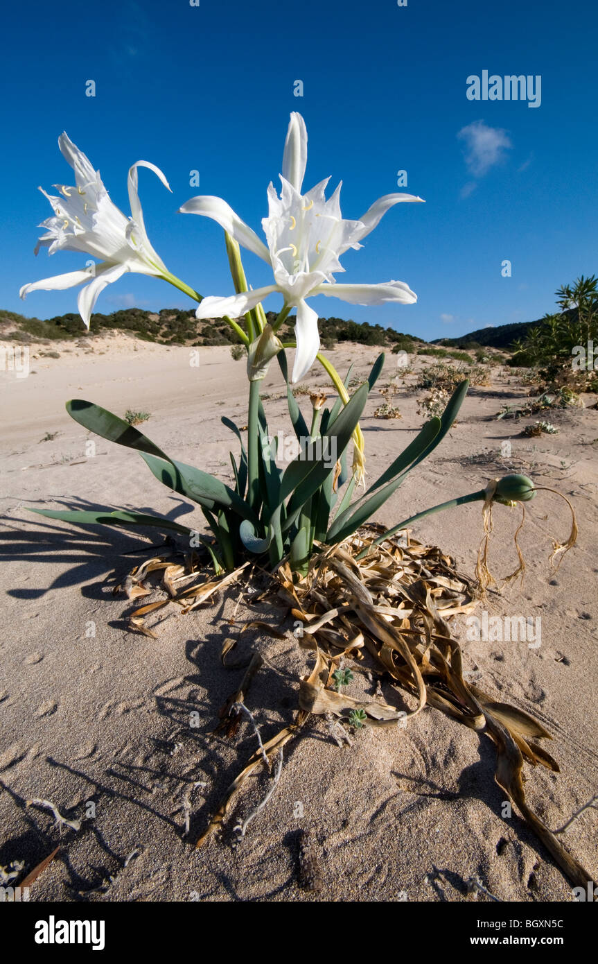 Fiore di Pancratium maritimum, o sea daffodil nella penisola di Karpaz - Cipro Foto Stock