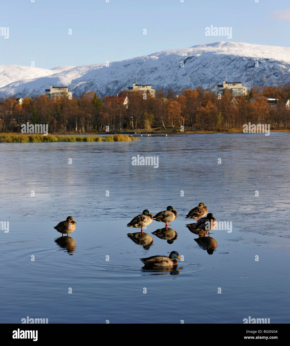 Le anatre bastarde su una sottile superficie di ghiaccio su un lago. Riflessioni, immagini speculari, degli uccelli. Tromso, Norvegia settentrionale Foto Stock