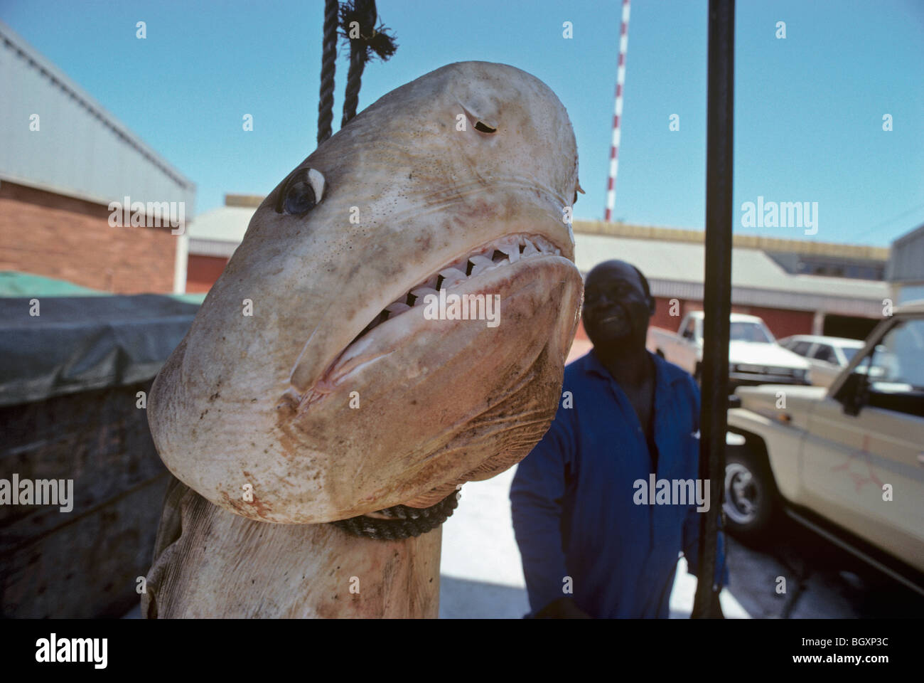 3 metri di squalo tigre (Galeocerdo cuvier) appesi prima di preparare la dissezione. Natal Sharks Board - Umhlanga, Sud Africa Foto Stock