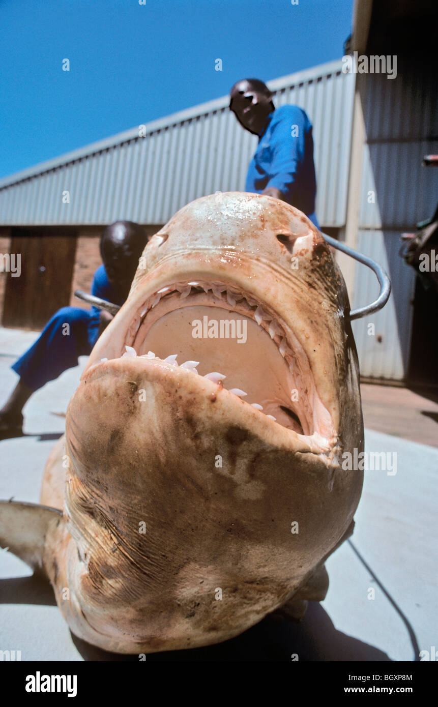 Tre metri di squalo tigre (Galeocerdo cuvier) dissezione e di estrazione di ganascia Foto Stock
