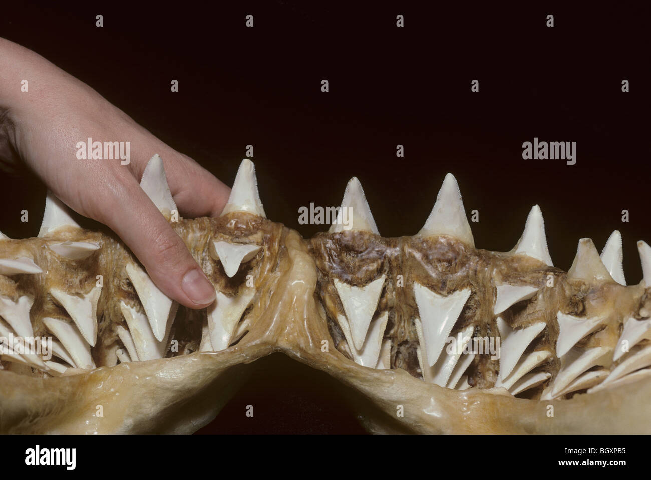 La ganascia inferiore di 6 metro grande squalo bianco (Carcharodon carcharias) mostra righe di denti sostituibili Foto Stock