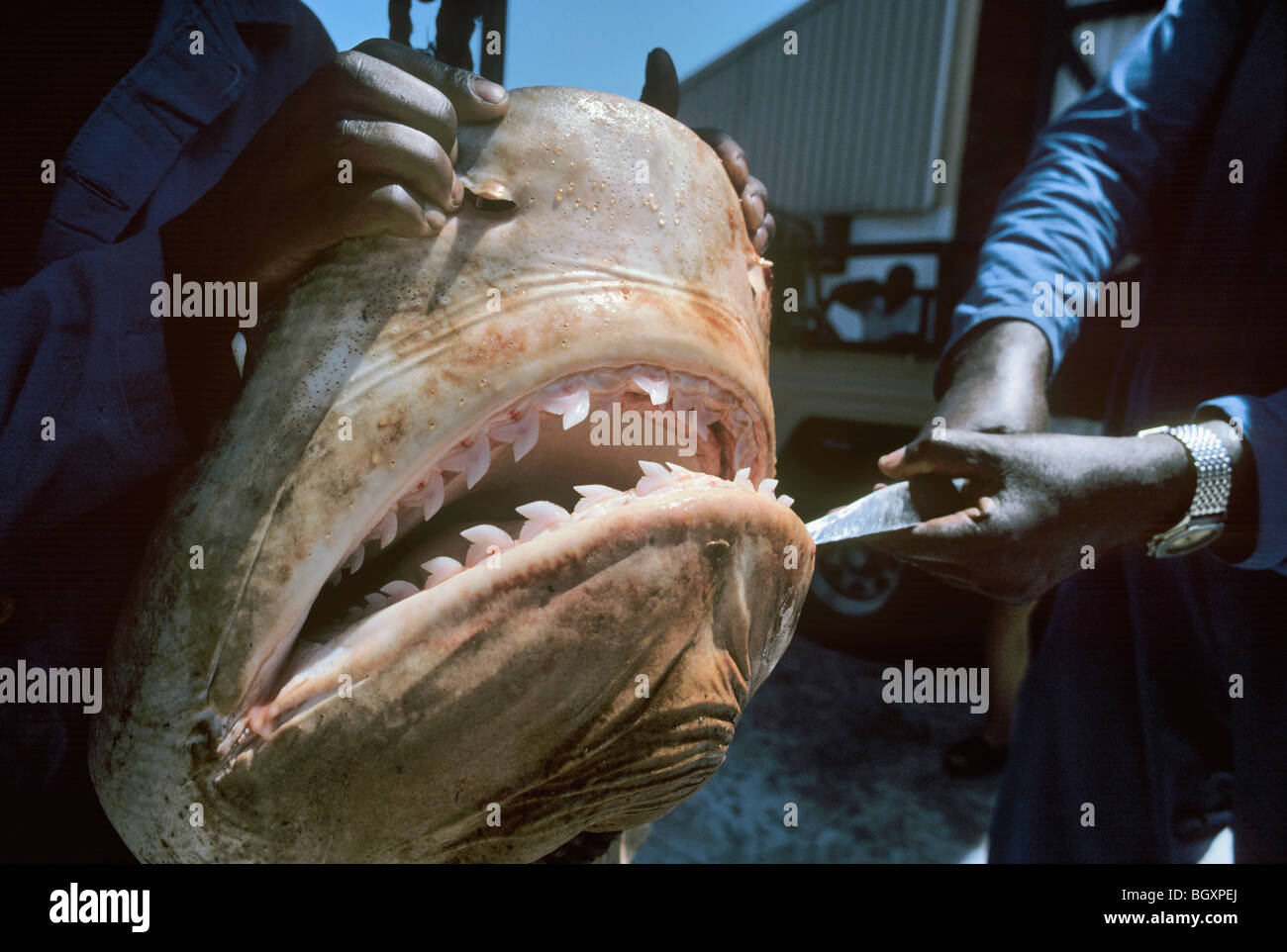 Tre metri di squalo tigre (Galeocerdo cuvier) attende la dissezione e la ganascia di estrazione. Foto Stock