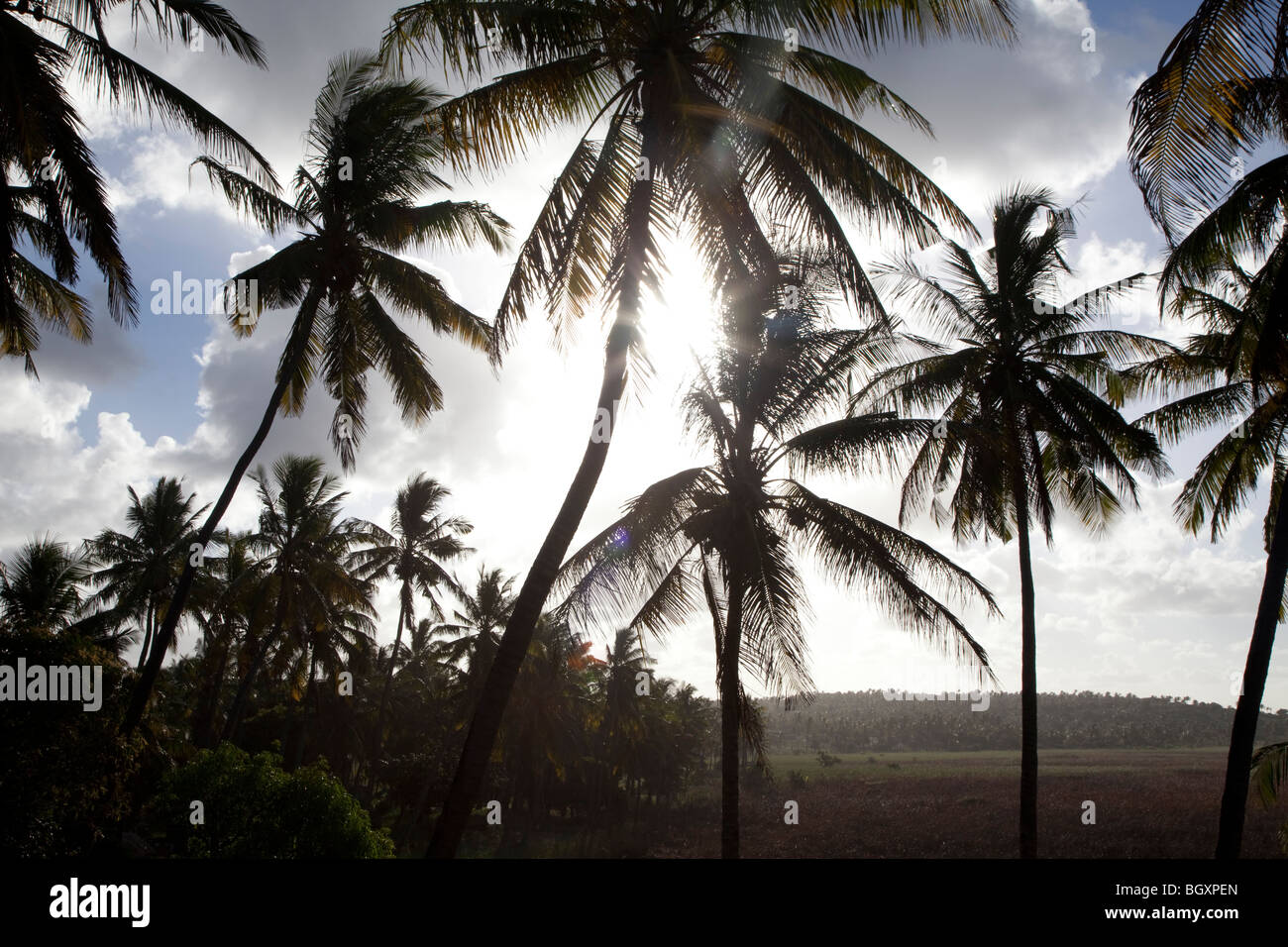 Inhambane Palm tree forest, Tofo Beach, Mozambico, Africa Foto Stock