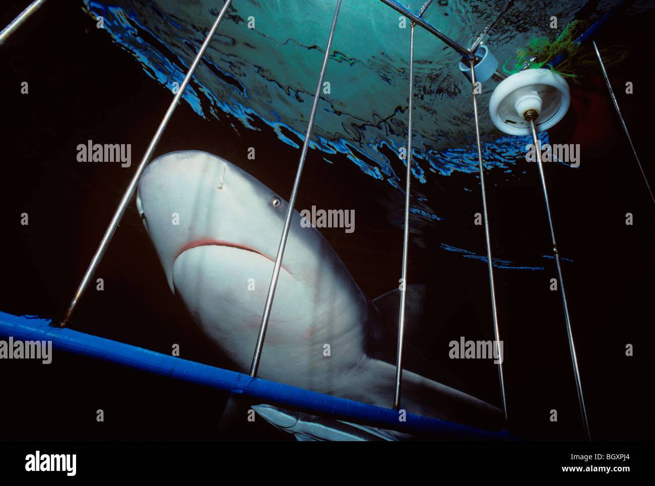 Close-up di Zambesi (Bull) Squali (Carcharhinus leucas) avvicinamento gabbia di squalo Foto Stock