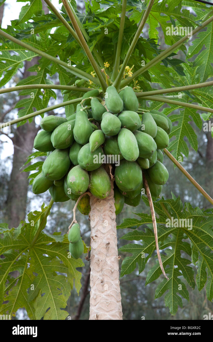 Albero di papaia, Catembe, Mozambico, Africa Foto Stock