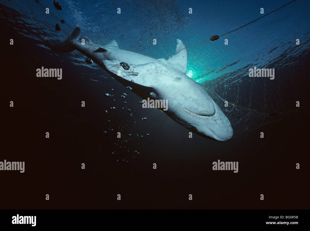 Dead Whitetip Reef Shark (Trianodon obesus) appesi di pesca commerciale net Foto Stock