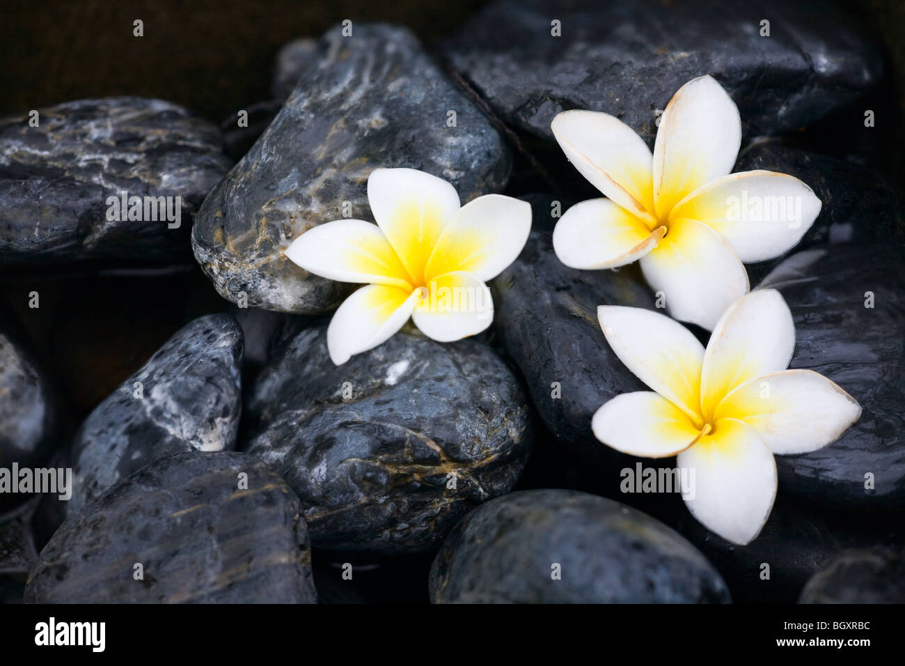 Fiori di frangipani e pietre spa Foto Stock