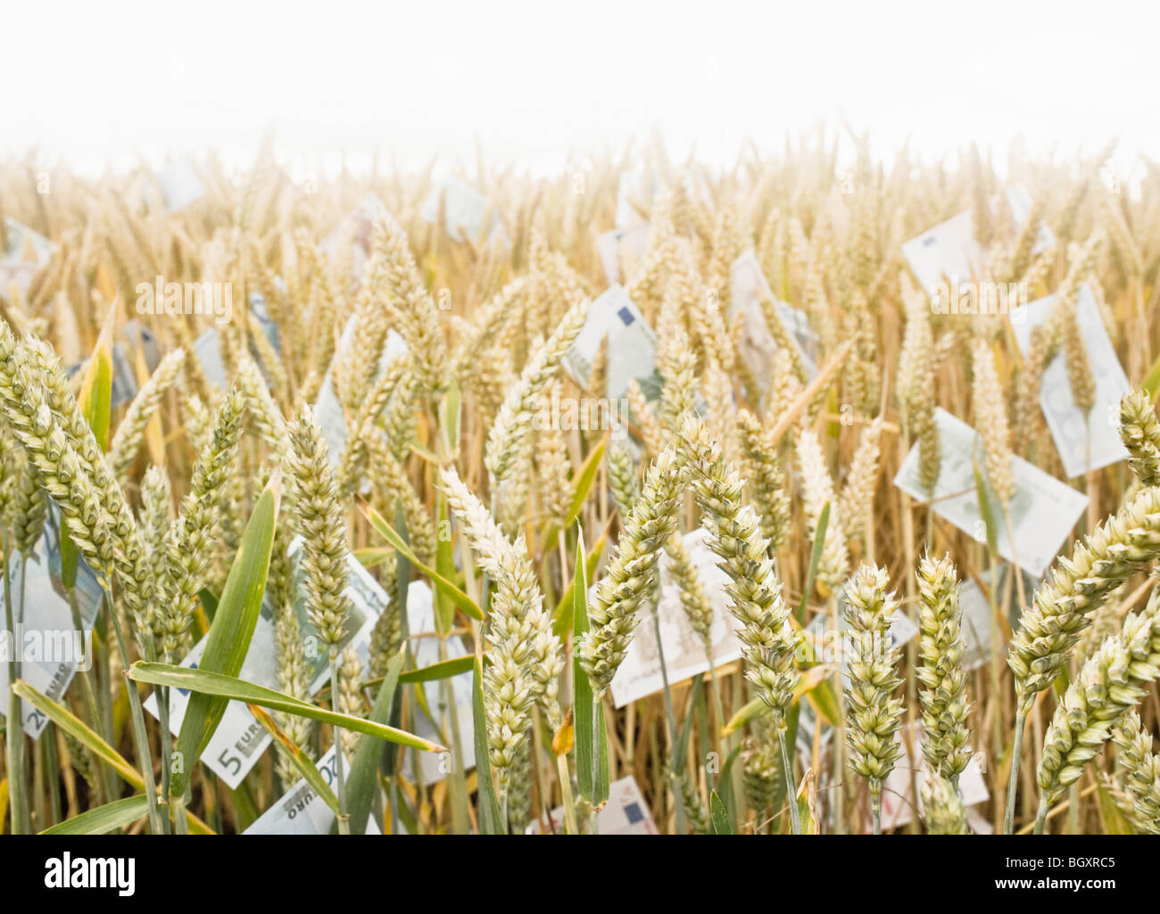Campo di grano con il denaro Foto Stock