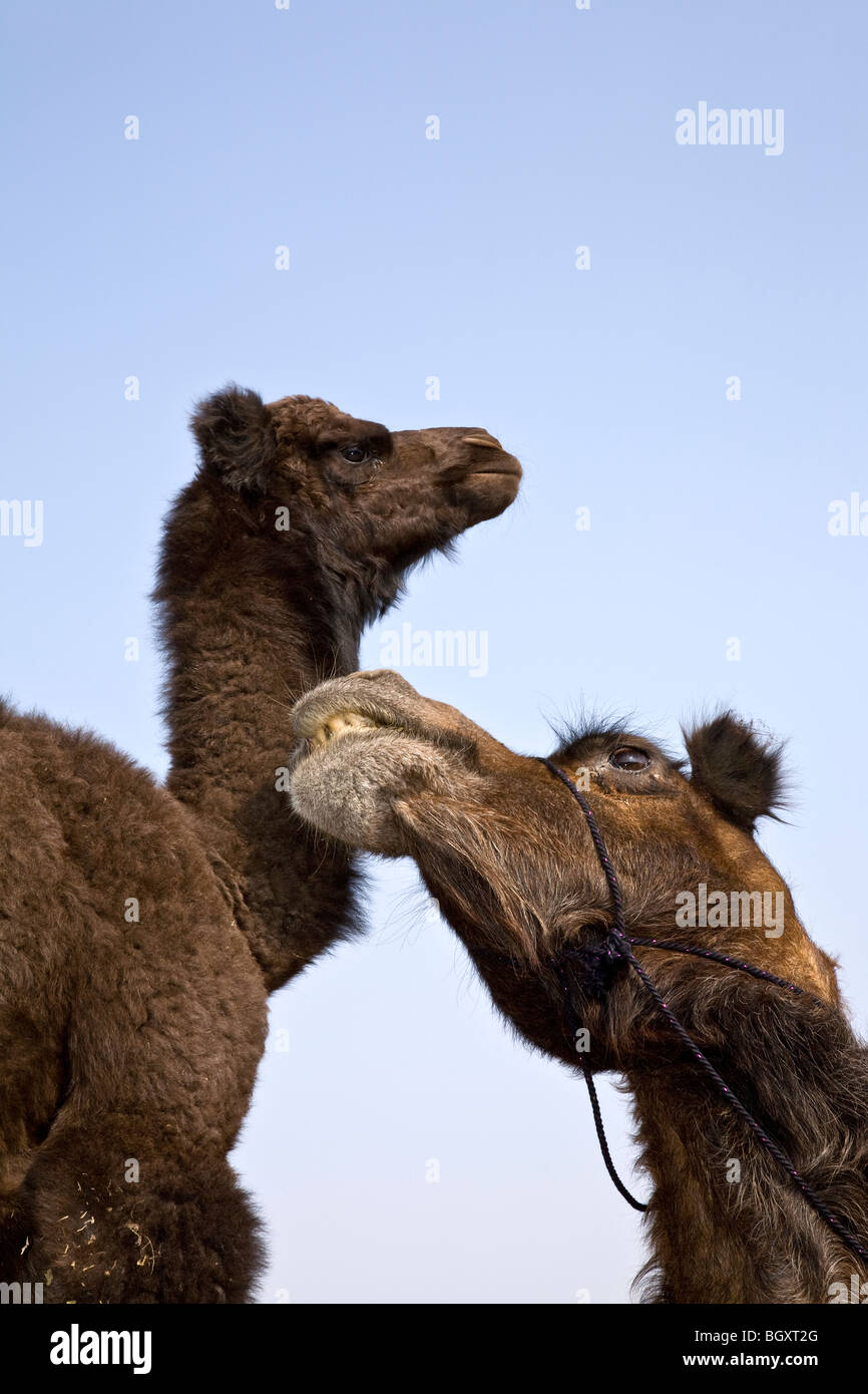 Cammelli. Allevamento di cammelli farm. Bikaner. Il Rajasthan. India Foto Stock