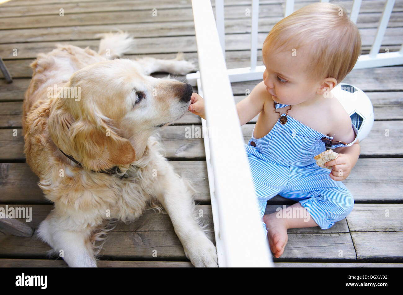 Baby boy giocando con il cane di famiglia Foto Stock