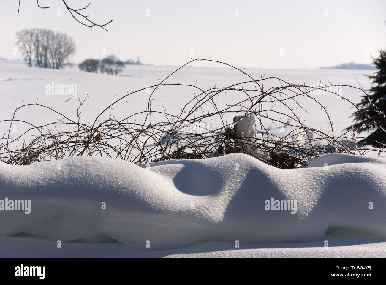 Frost-incrostato pillowy cumuli di neve scintillano nella parte anteriore di un idilliaco vine-recinto coperto contro l'orizzonte della prateria Foto Stock