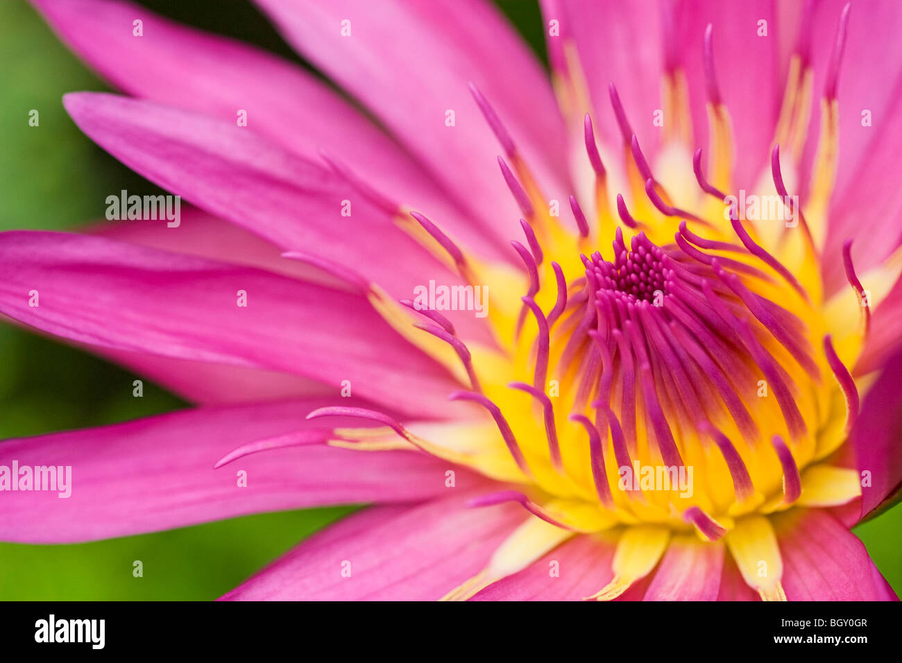 Impianto acqua di natura vegetale giglio colore rosa ninfee giardino nymphea Foto Stock