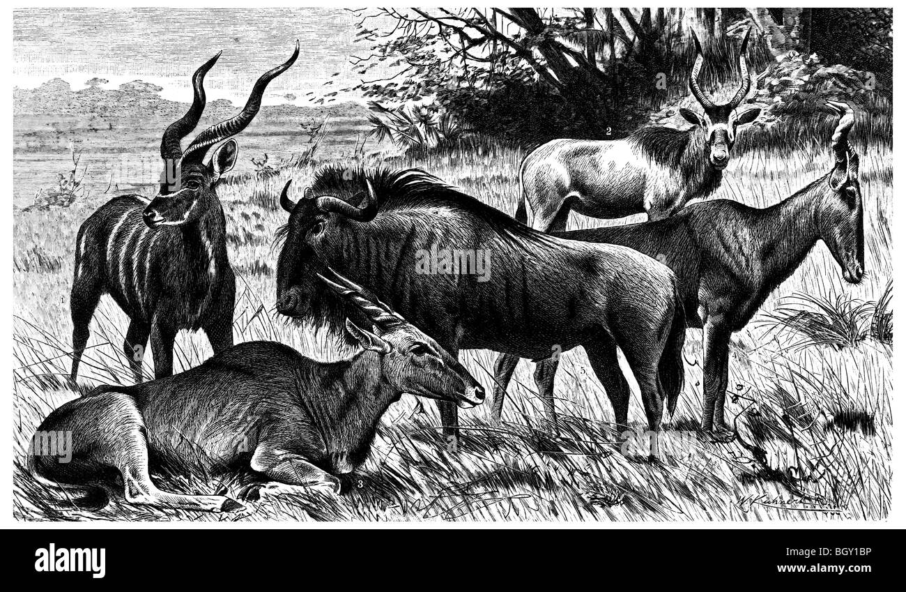 Antilopi B Foto Stock