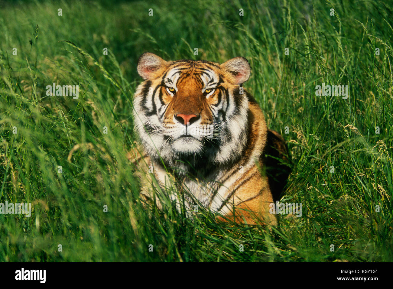 Tigre del Bengala (Panthera tigris tigris) posa in erba Foto Stock