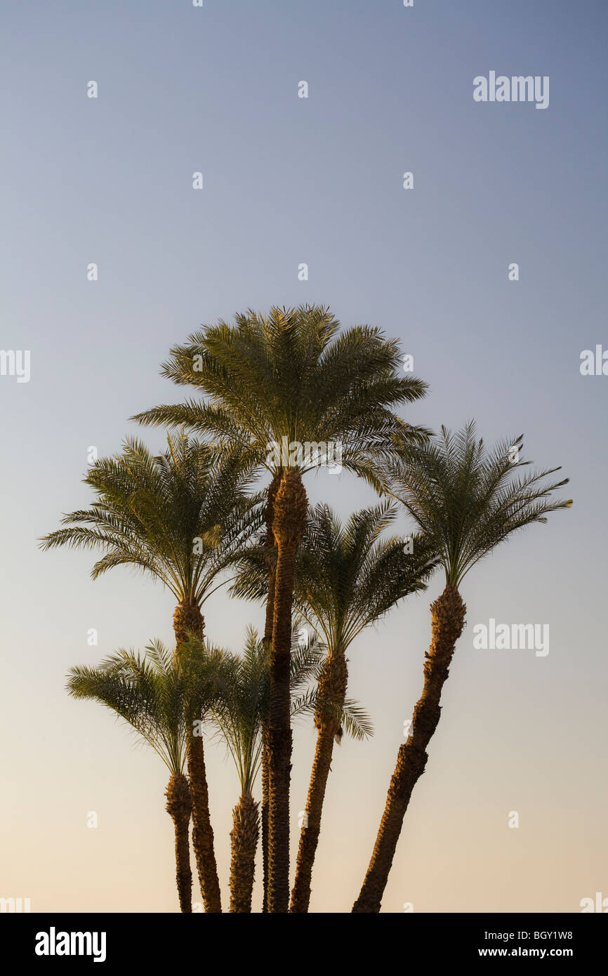 Sole che splende in cielo blu chiaro attraverso un gruppo di palme in Luxor Egitto Foto Stock