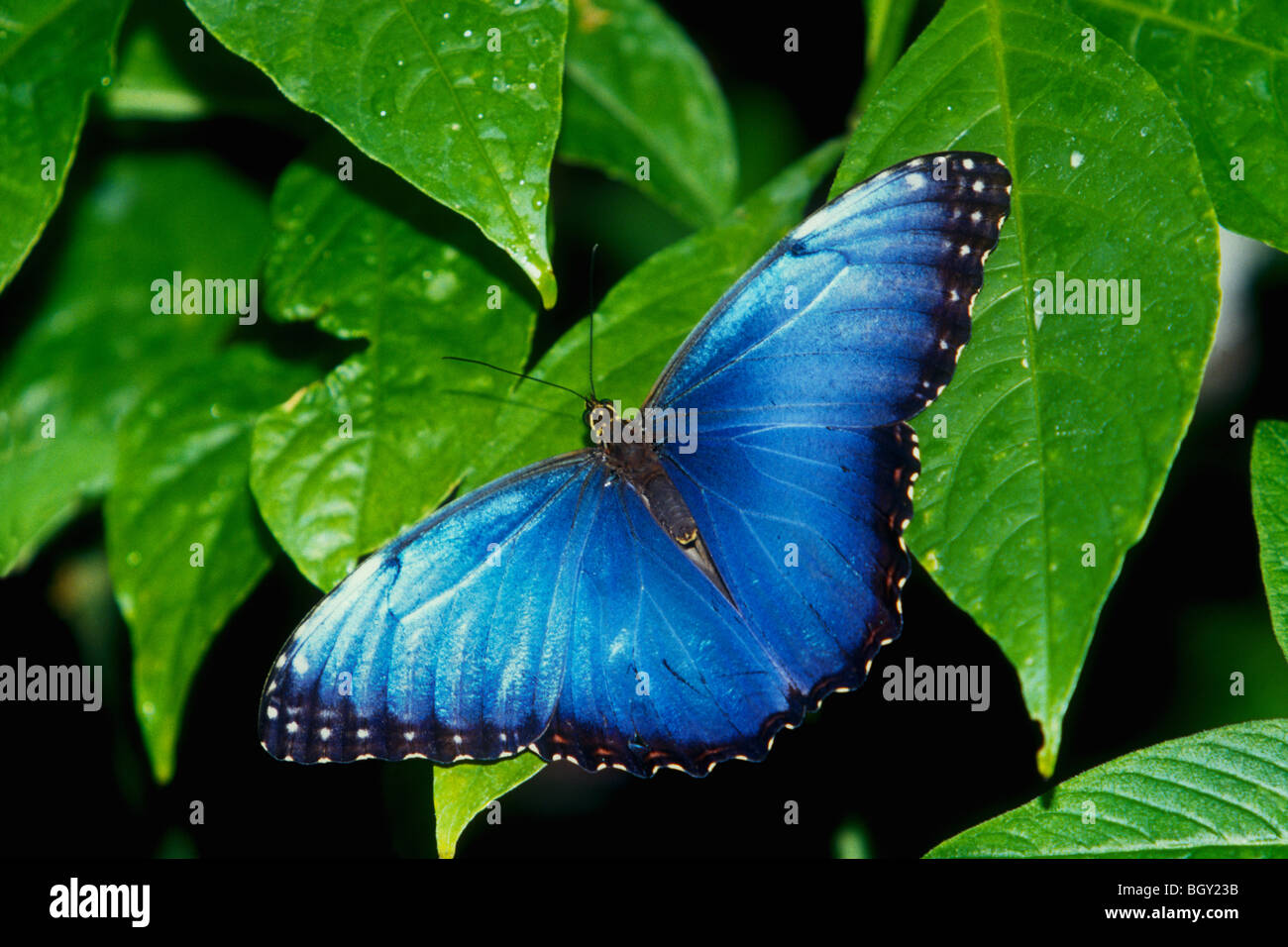 Blue morfo (Morpho peleides) nativi per la foresta pluviale di America Centrale e America del Sud Foto Stock