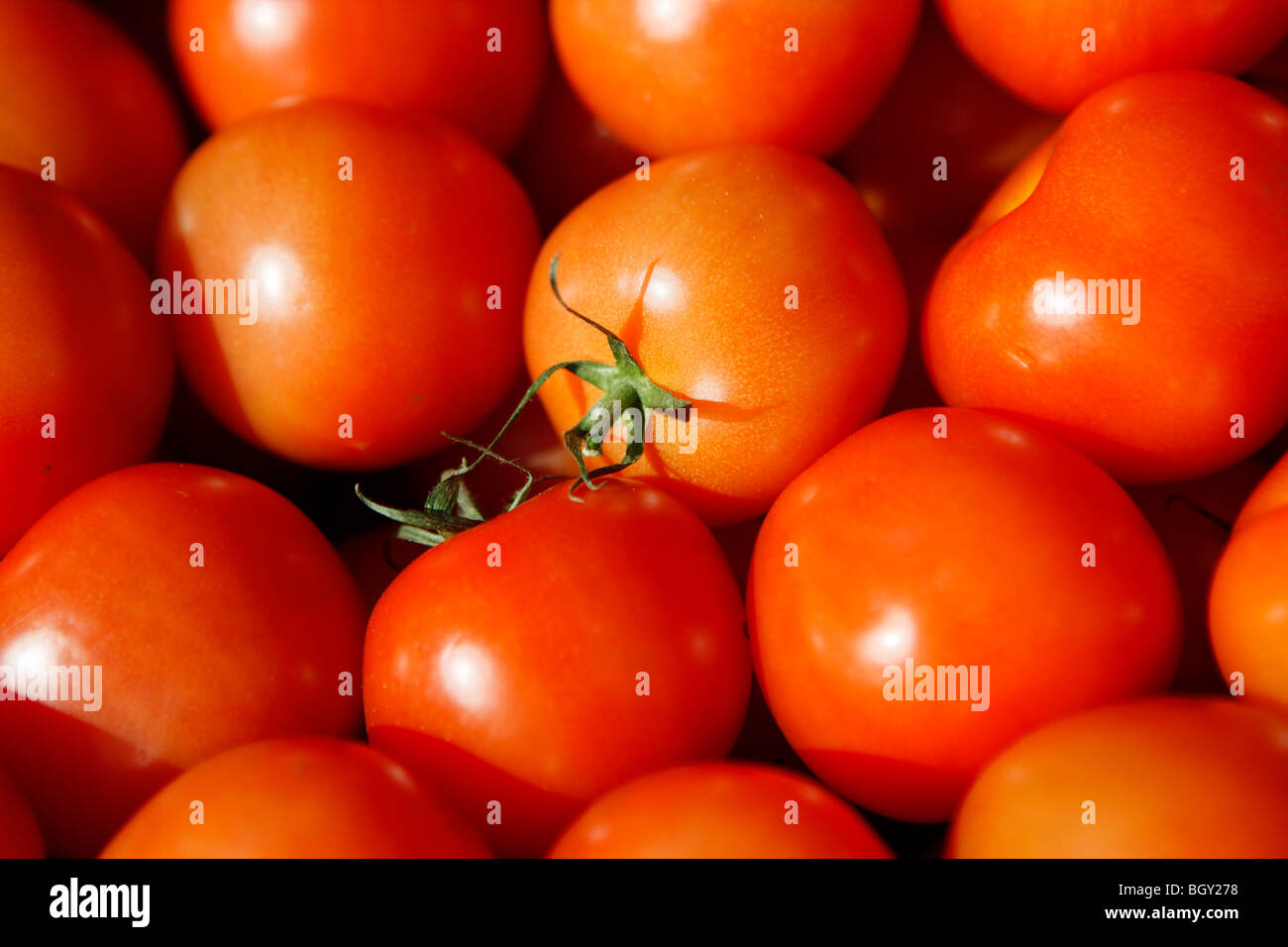Un vassoio di pomodori in un supermercato. Foto Stock