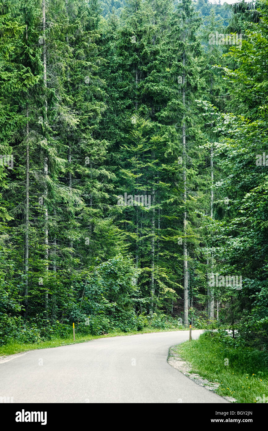 Strada forestale in Baviera, Germania, Europa Foto Stock