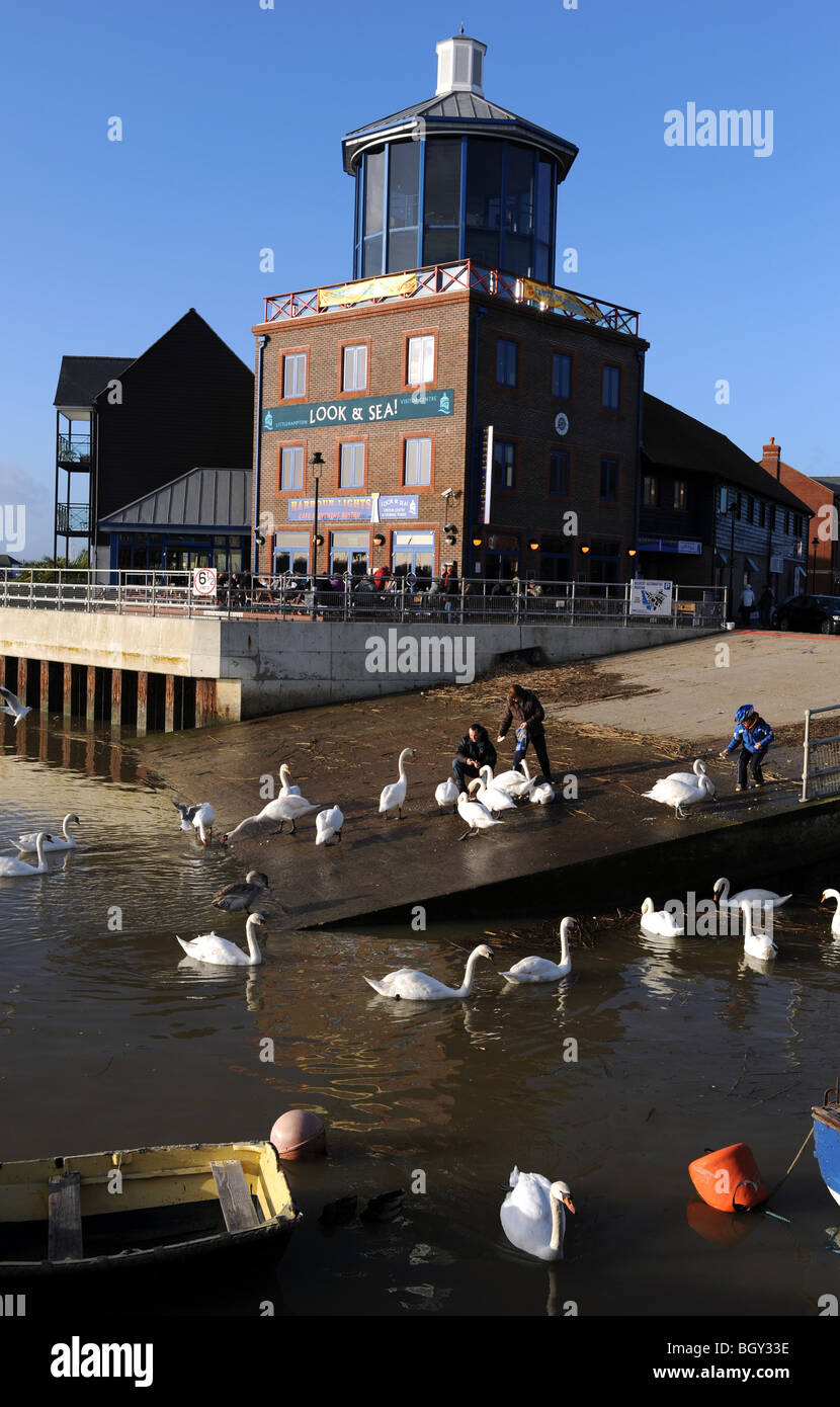 Alimentazione dei cigni al Look & Sea Tower presso il porto di Littlehampton West Sussex Regno Unito Foto Stock
