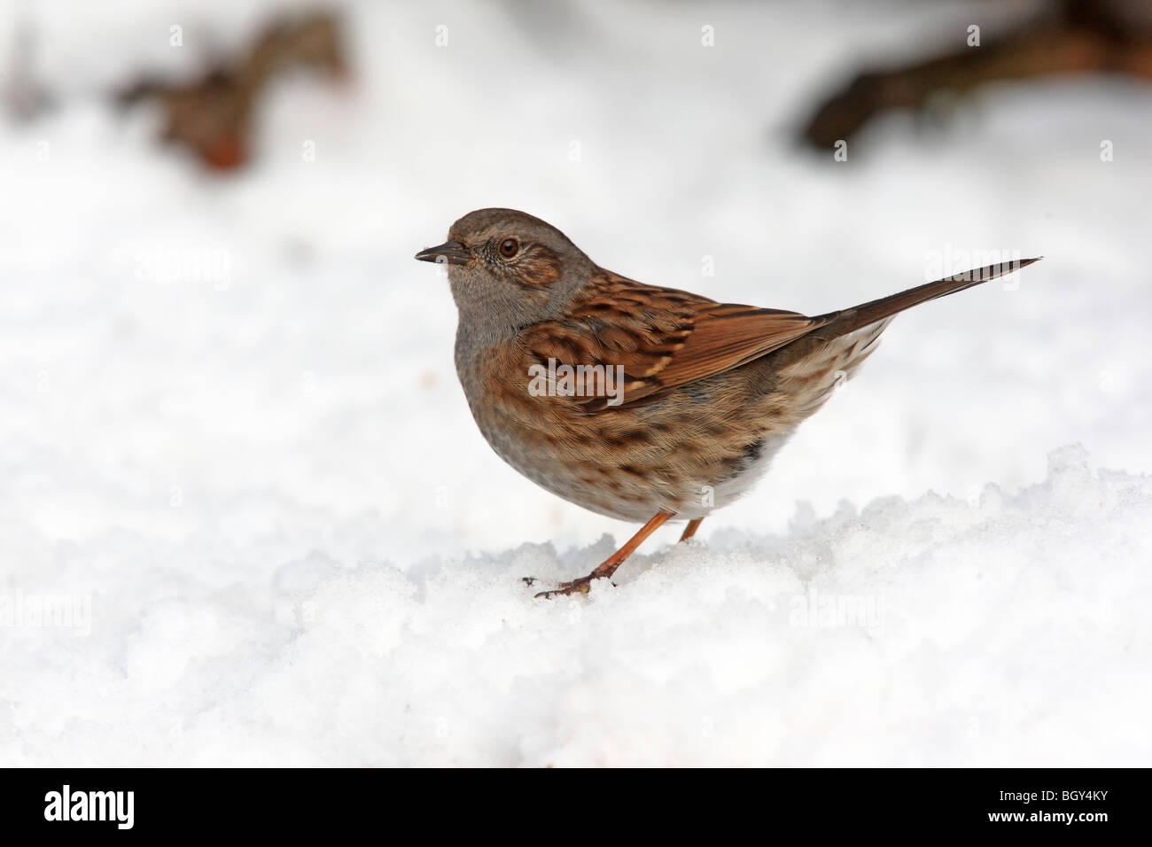 Dunnock o hedge sparrow, Prunella modularis, singolo uccello nella neve, Staffordshire, Gennaio 2010 Foto Stock