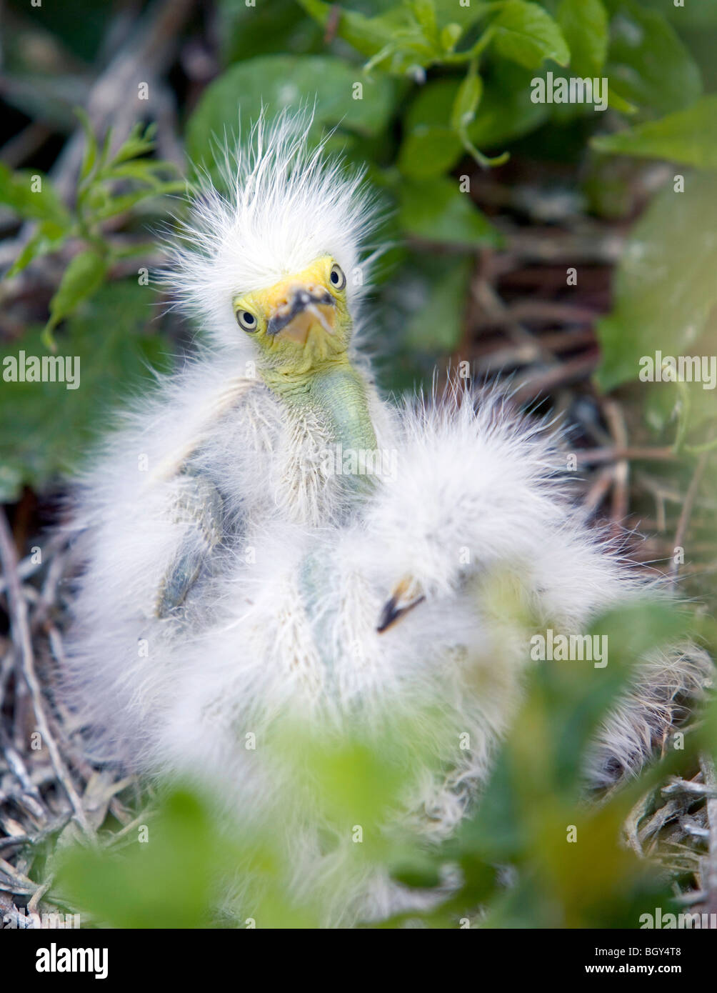 Baby grande garzette sul nido. Ardea alba Foto Stock