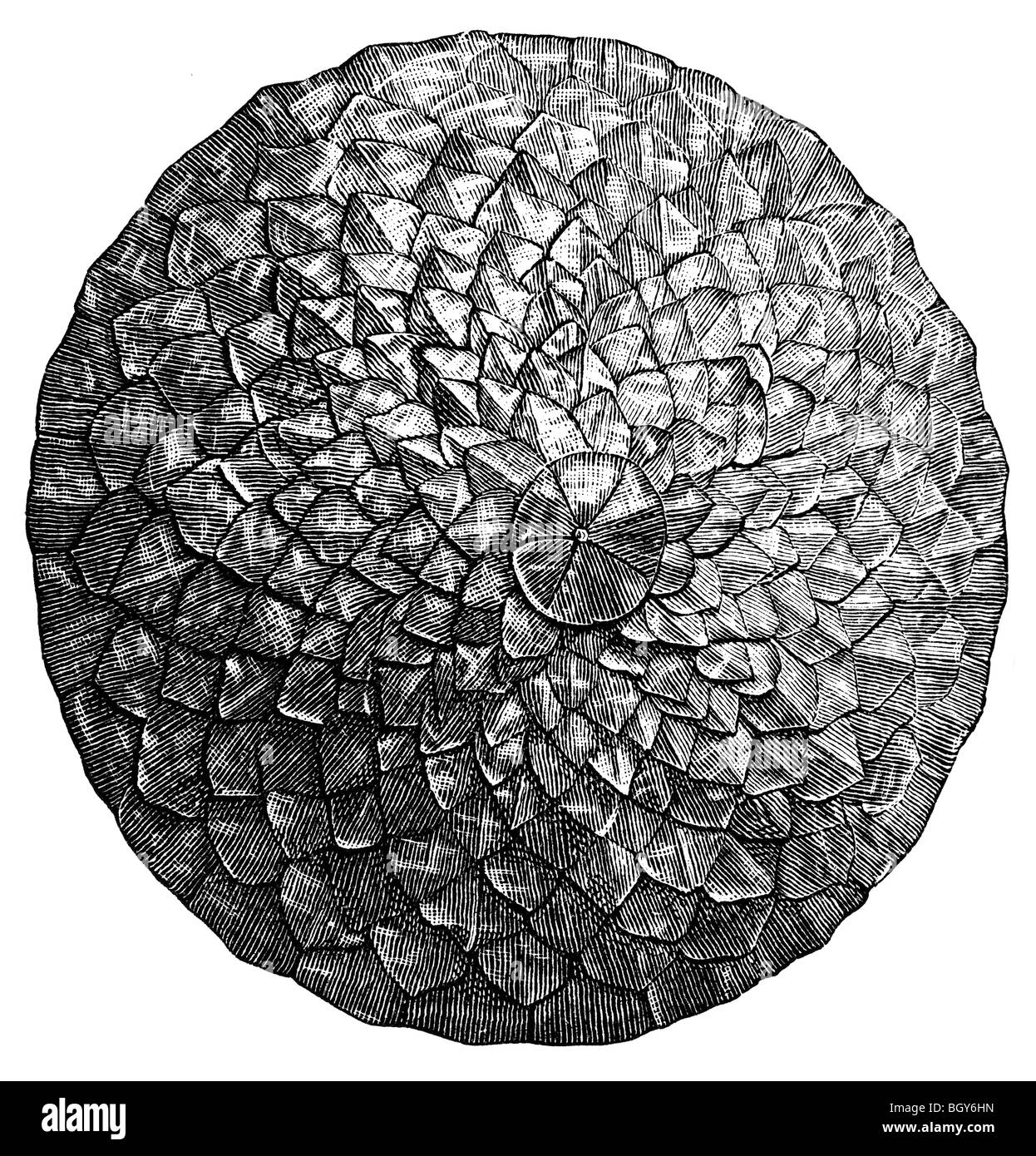 Hat da scale di Pangolin, Asia Foto Stock