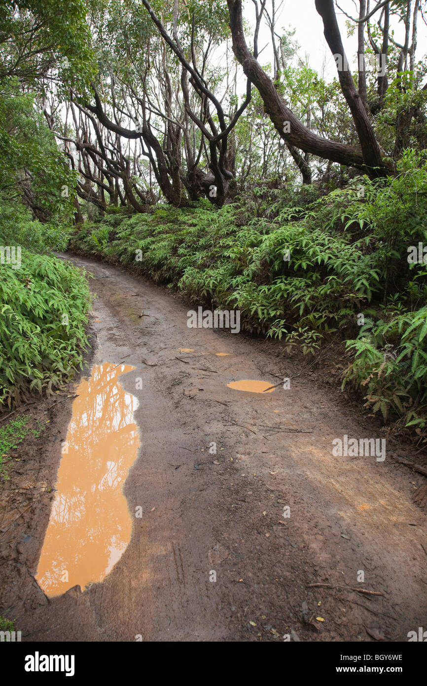 La trazione a quattro ruote motrici sentiero fino Waikolu Valley in Kamakou Forest Preserve. Foto Stock