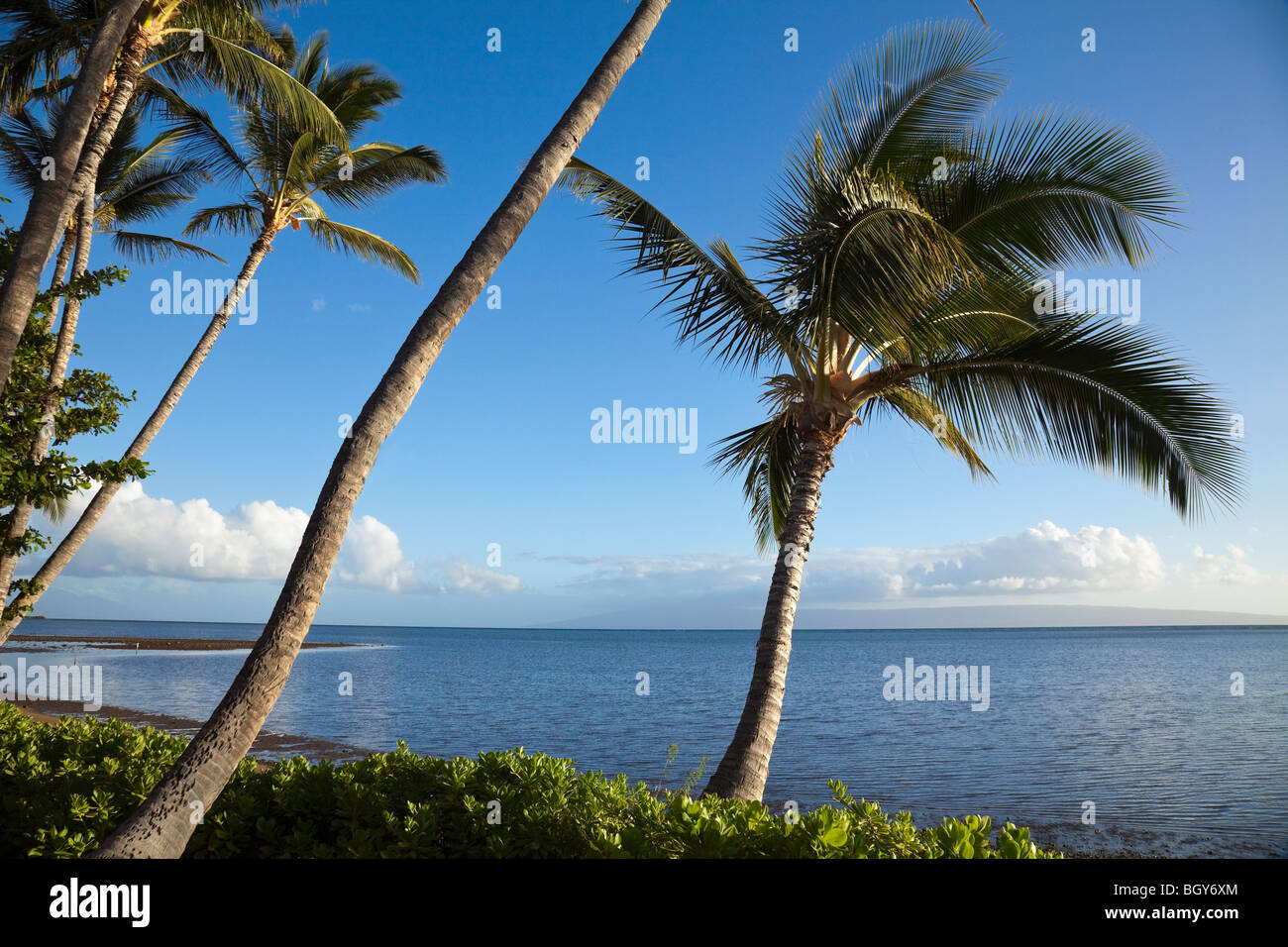 Palm su Molokai con vista di Lanai Island, alle Hawaii Foto Stock