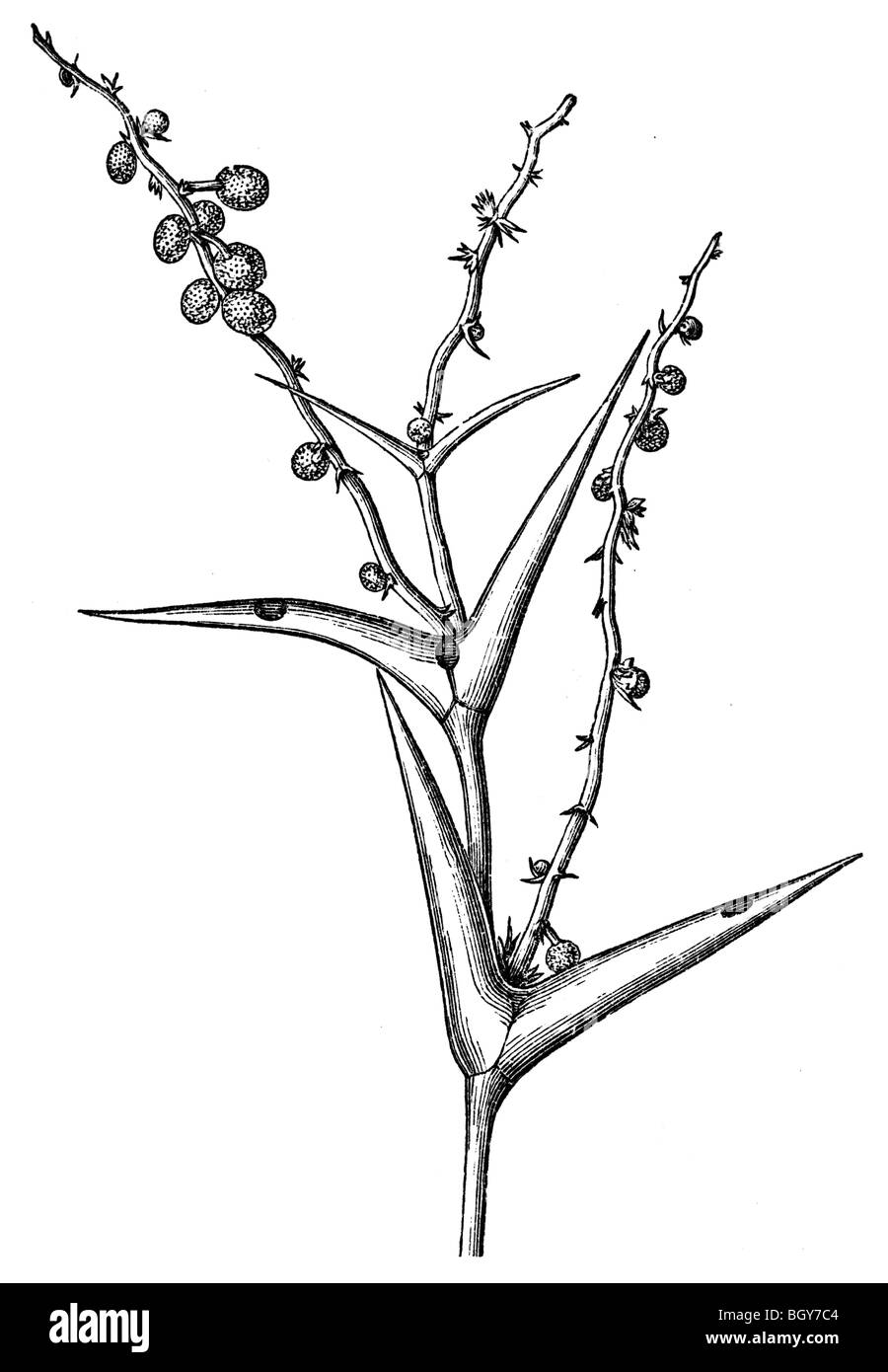 Acacia sphaerocephala, formiche Foto Stock