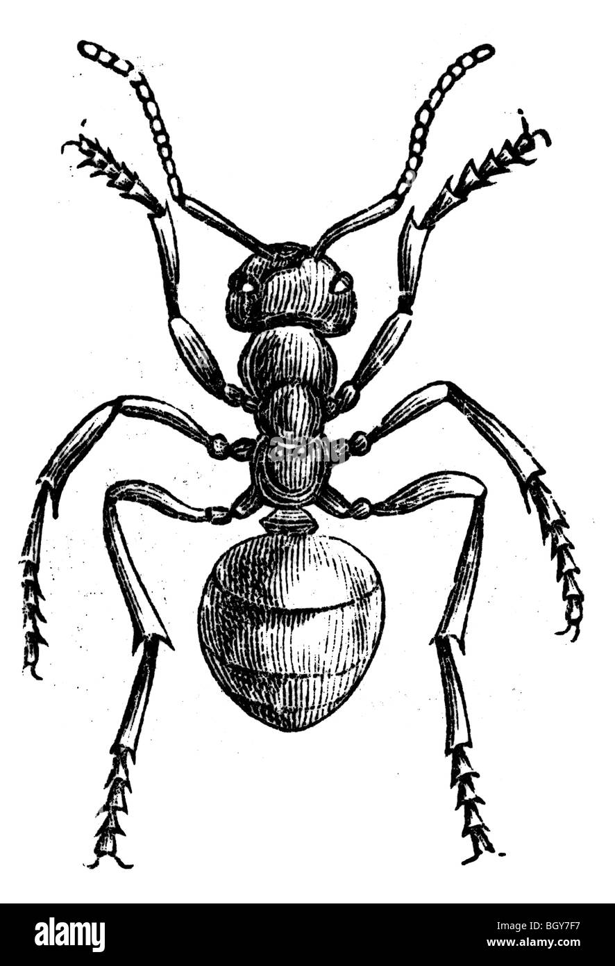 Southern wood ant, formiche Foto Stock