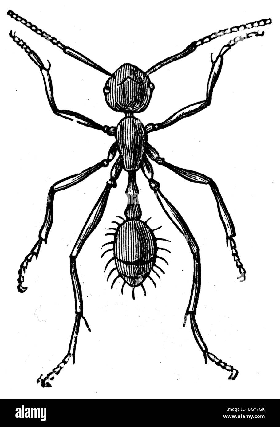 Pheidole pallidula, lavoratore, ant Foto Stock