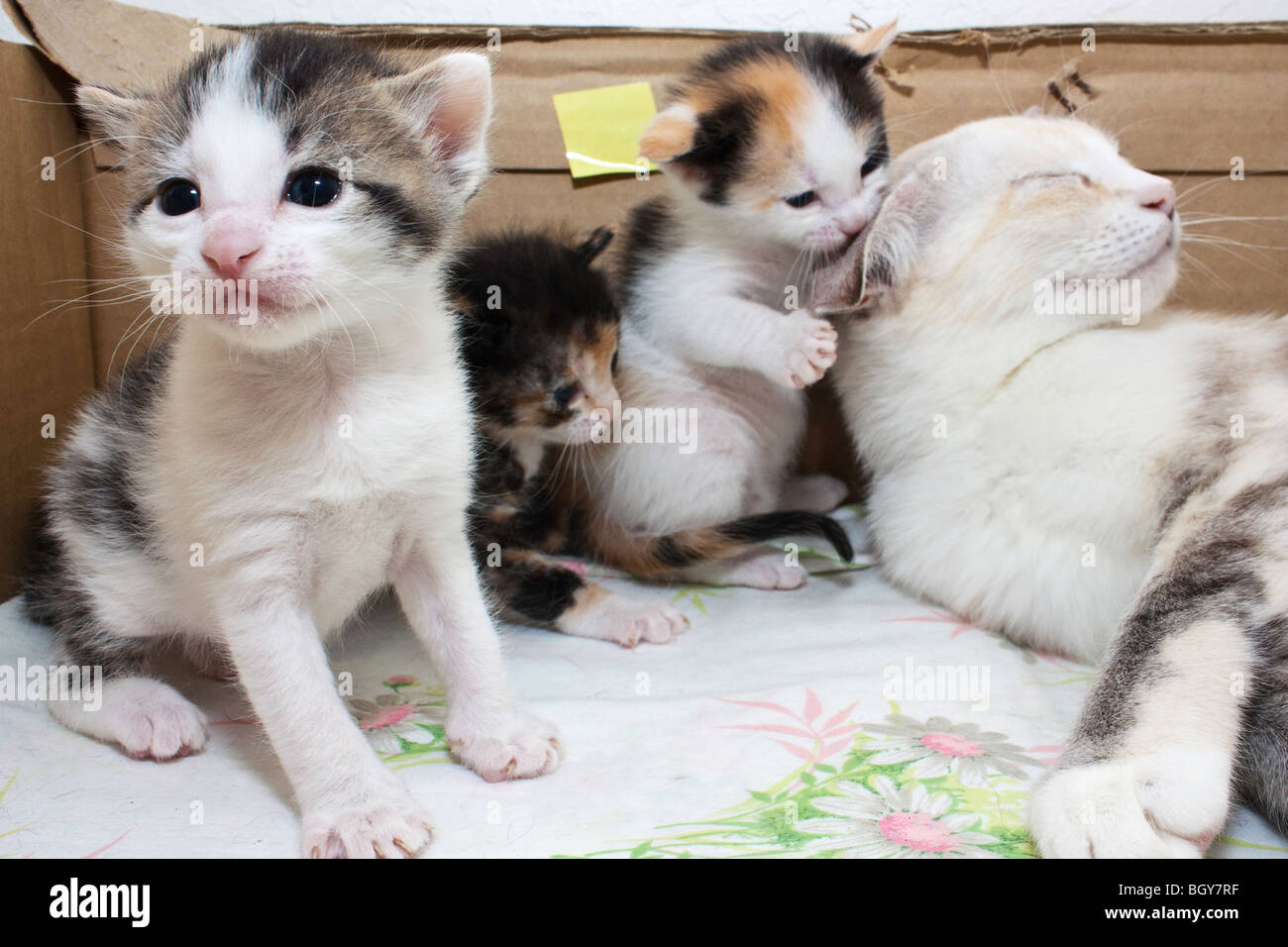 Una madre gatto con il suo gattino in una casella del parto Foto Stock