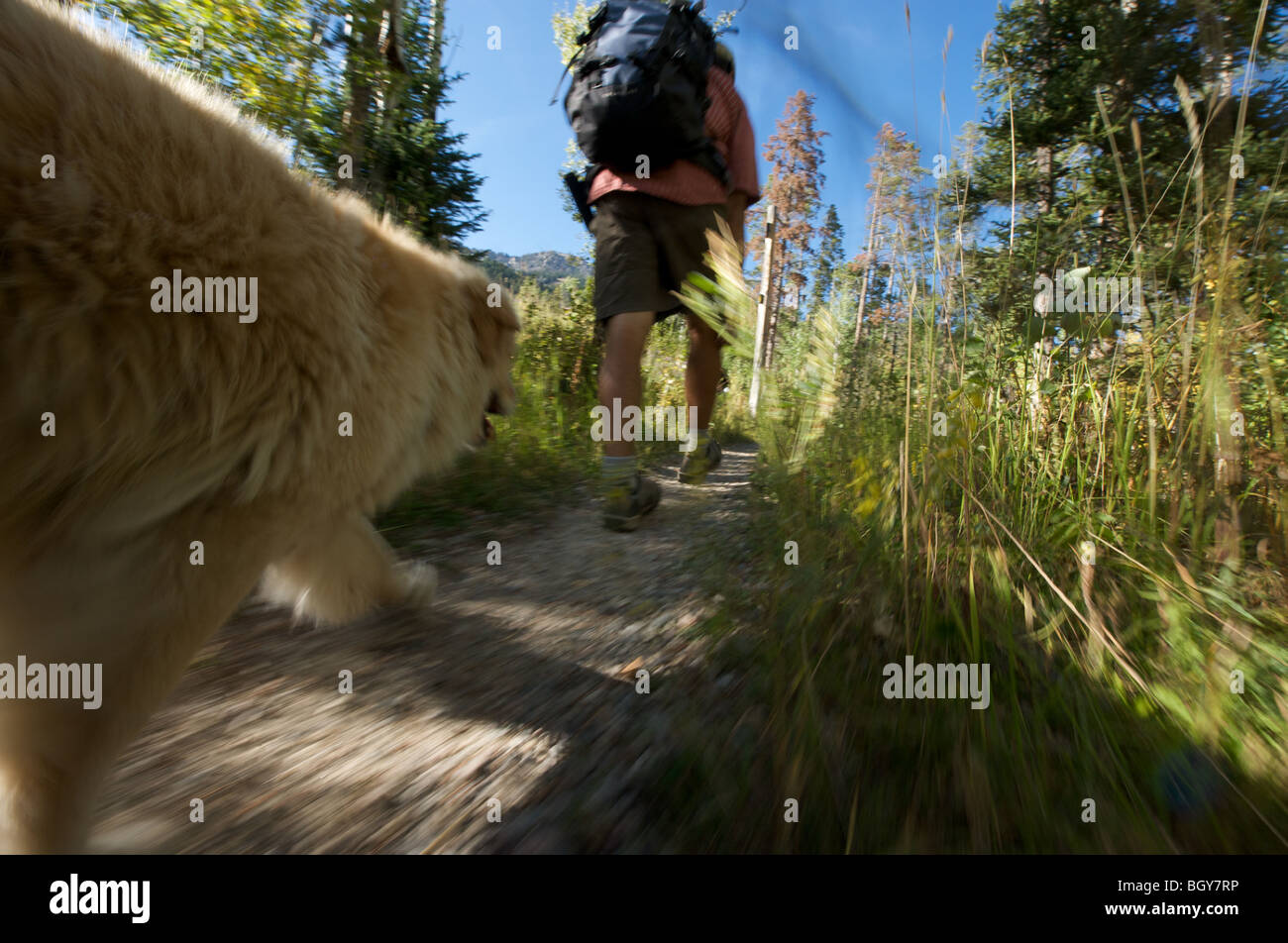 Un giorno un escursionista prende il suo cane per una passeggiata attraverso il Jackson Hole Ski Resort. Foto Stock