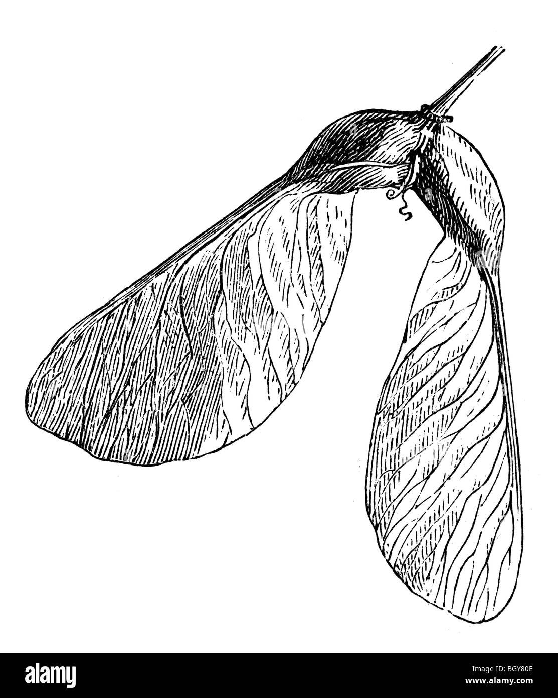 Sicomoro di frutta Foto Stock