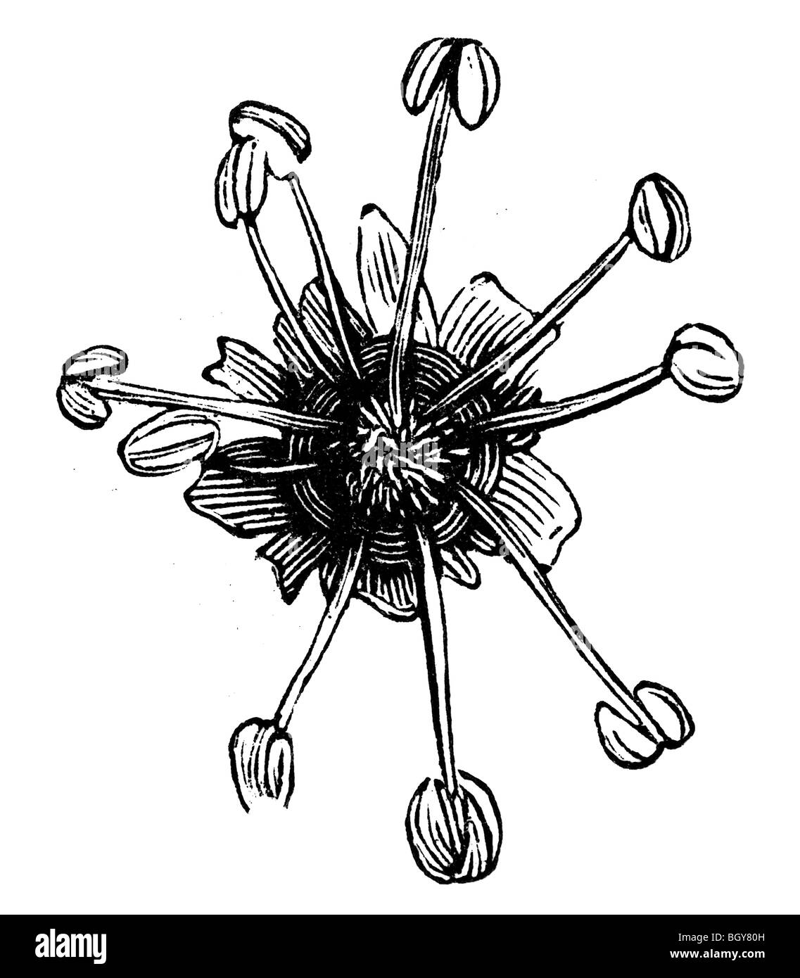 Fiore maschile sycamore Foto Stock