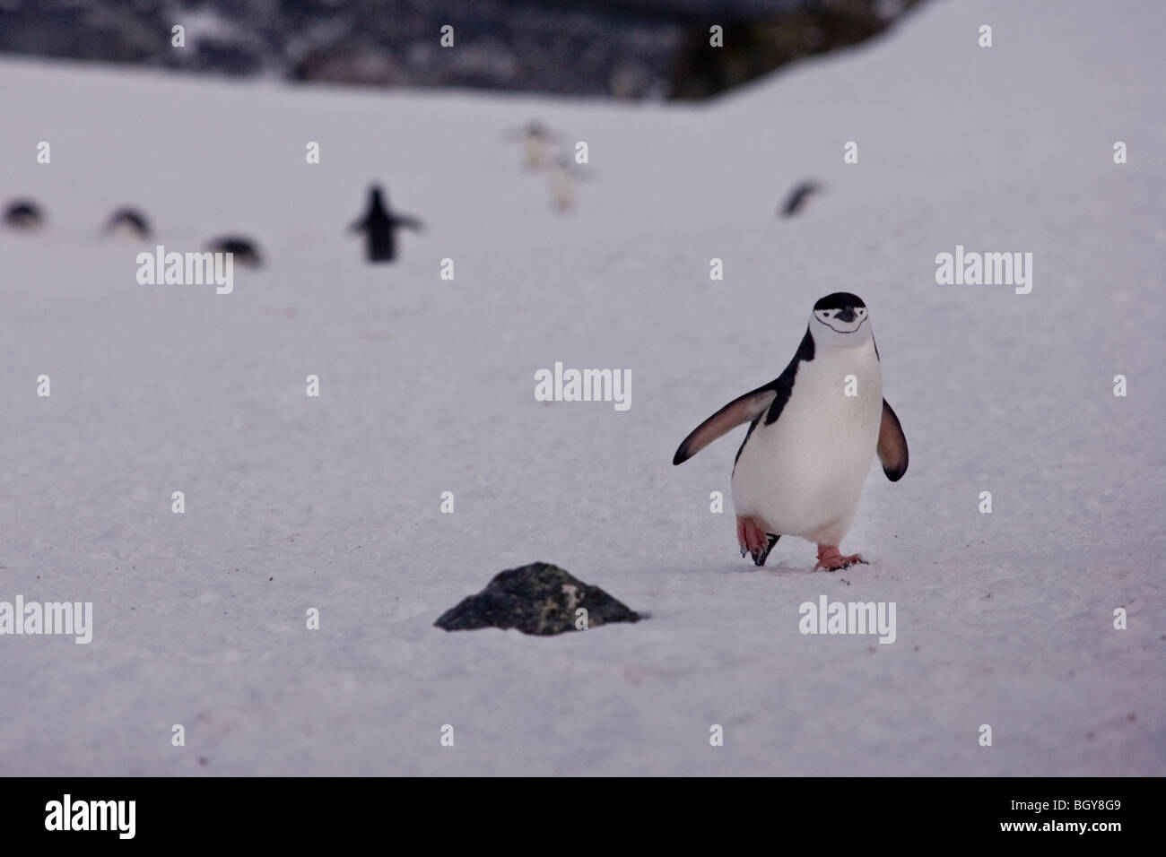 Lone pinguini Chinstrap su ghiaccio Foto Stock