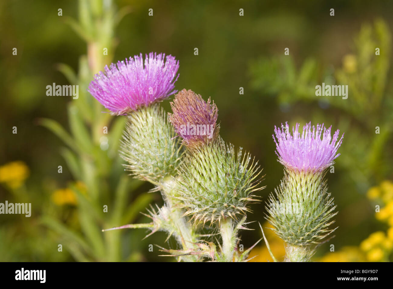 Fiore di cardo Foto Stock