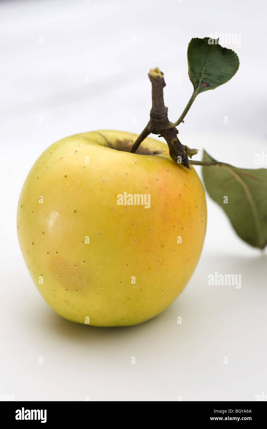 Mela Golden Delicious Foto Stock