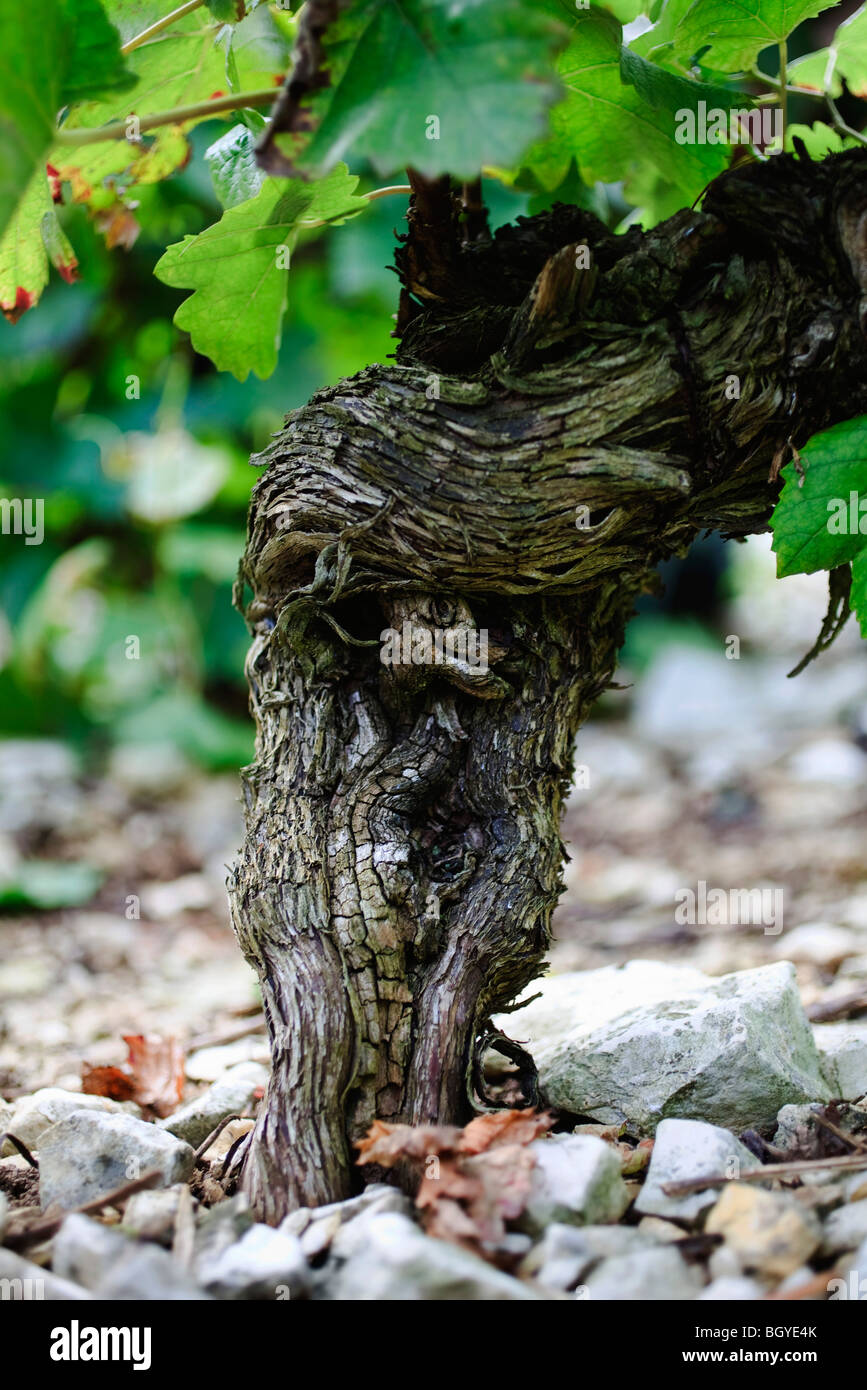 Nodose vine stock ombreggiata con baldacchino frondoso di nuova crescita Foto Stock
